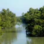 Katka, Sundarbans