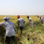 Rice harvest in late autumn