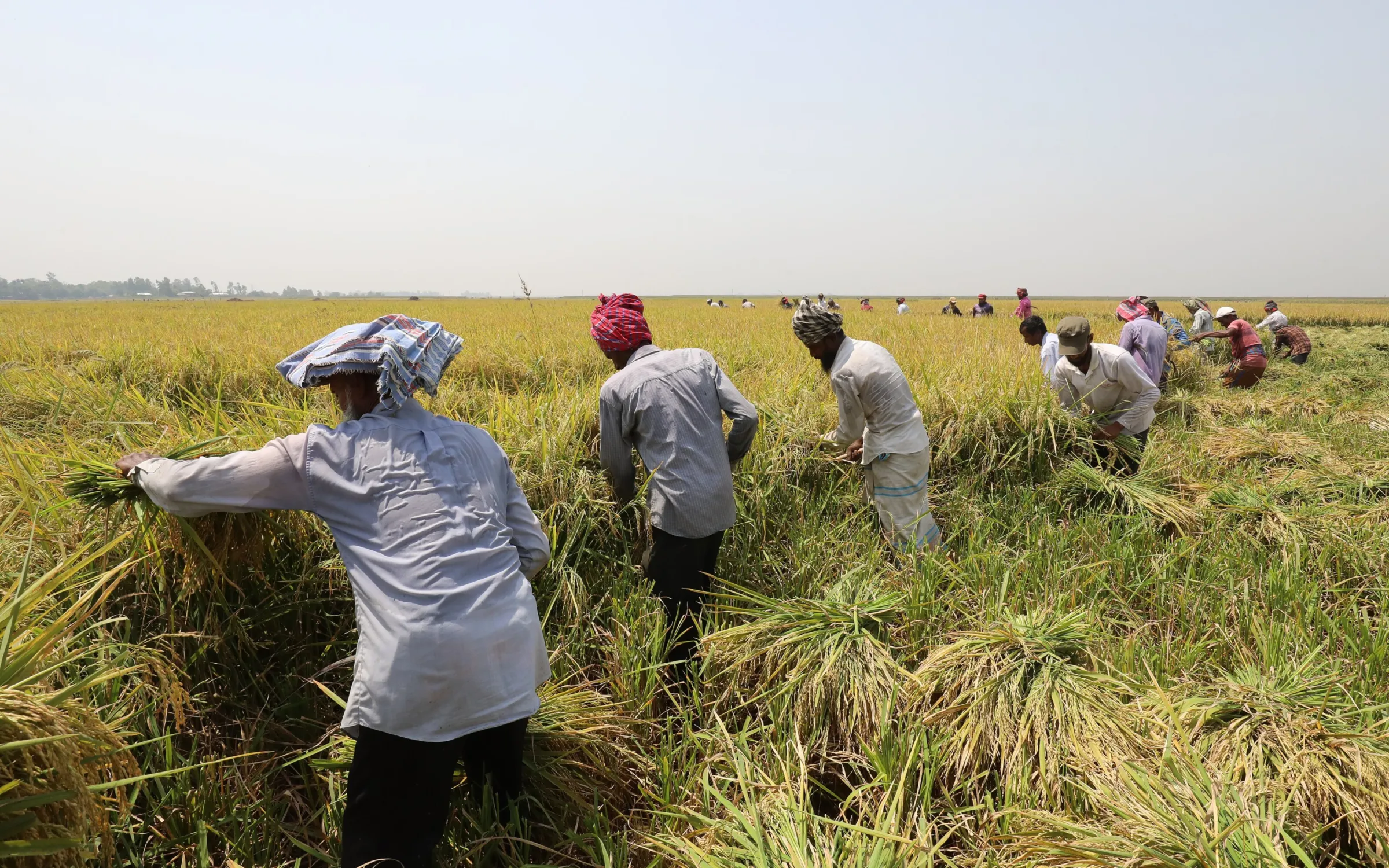 Rice harvest in late autumn