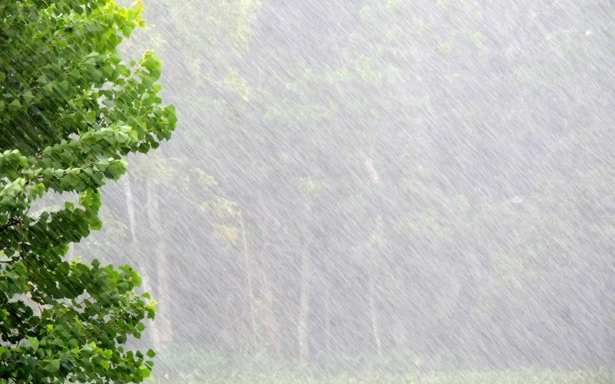 Rain in the monsoon