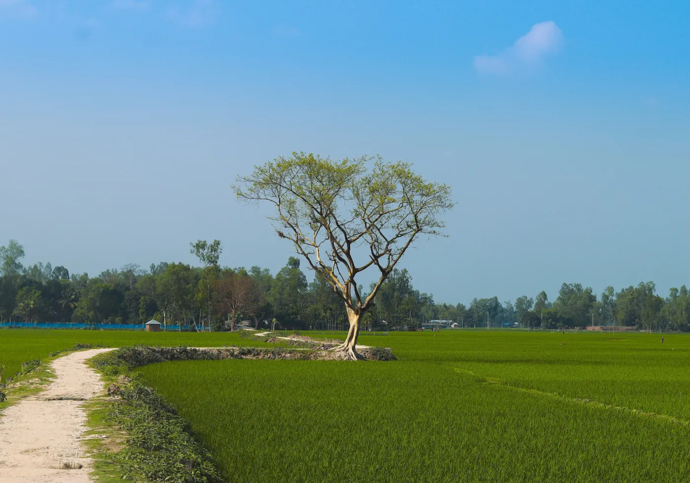 Mustard fields in late winter