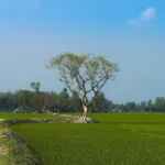 Mustard fields