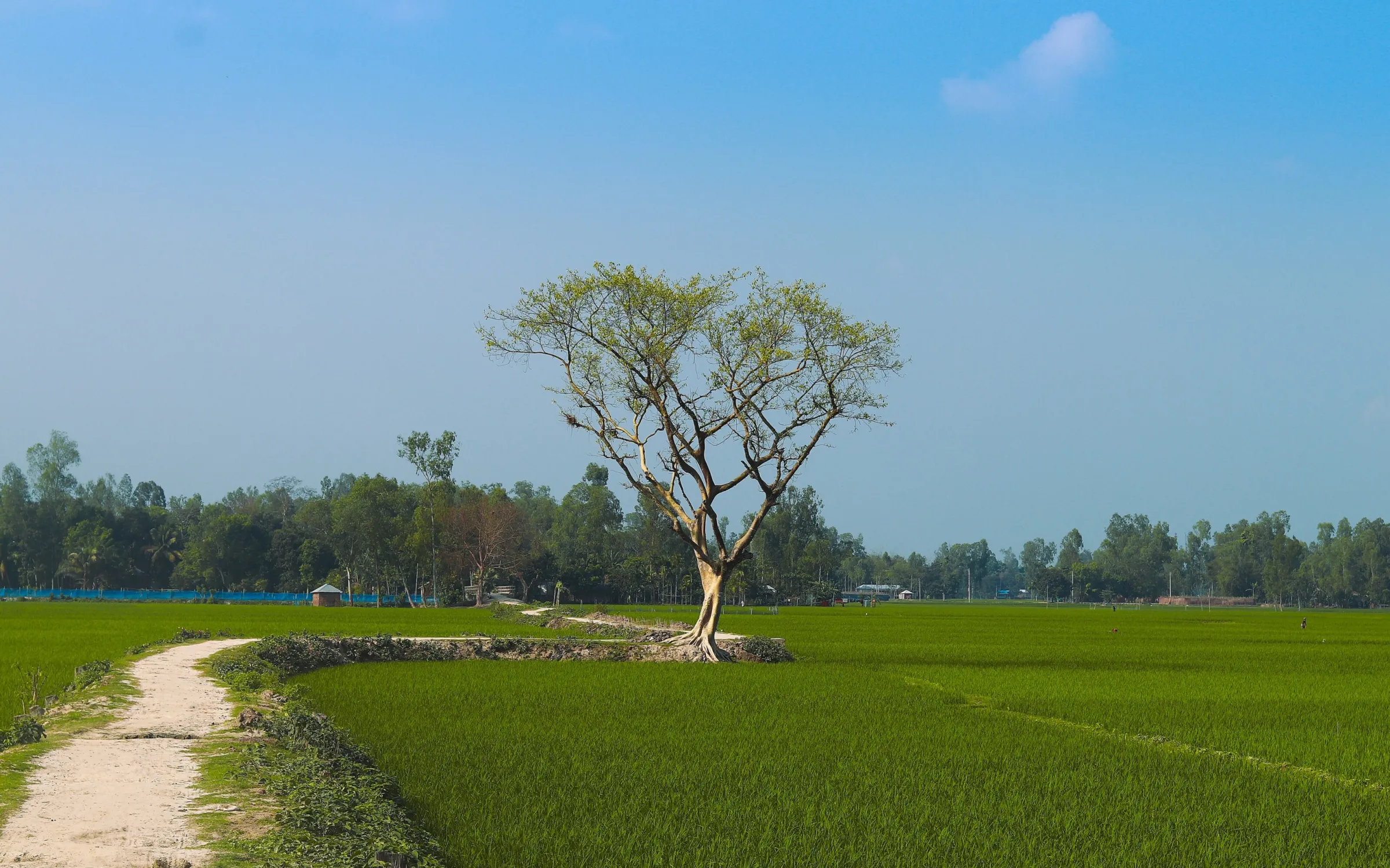Mustard fields