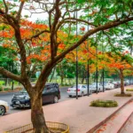 Krishnachura flowers in summer