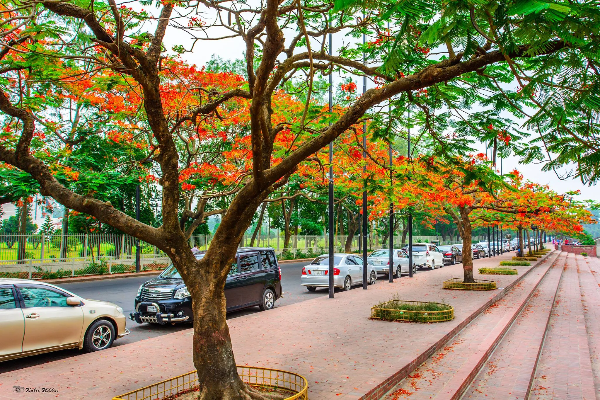 Krishnachura flowers in summer
