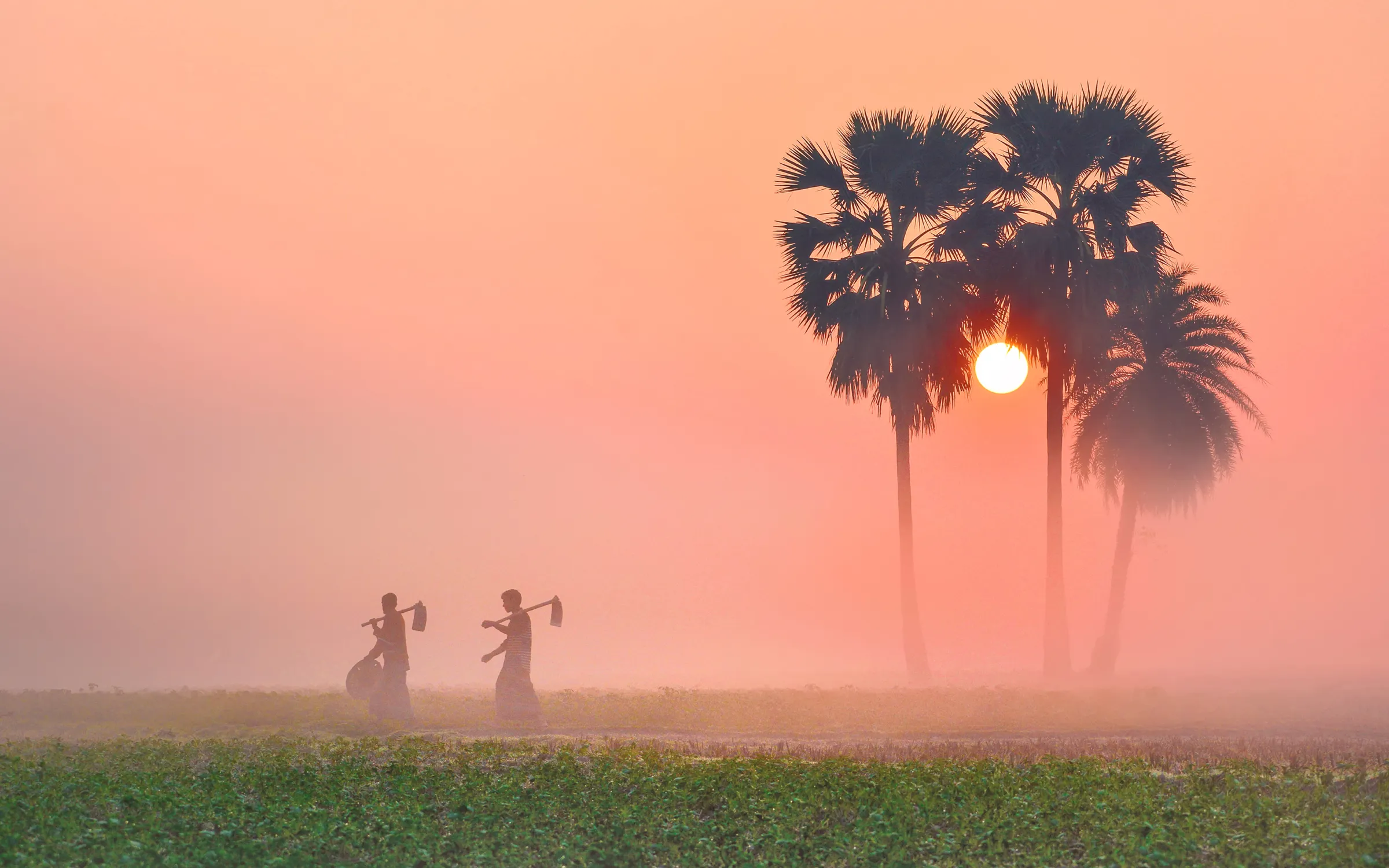 Foggy winter morning