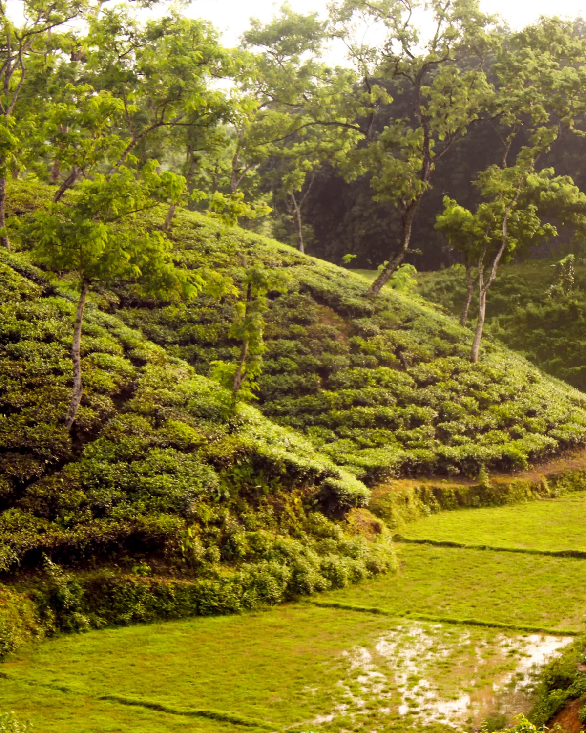 Tea garden in Srimangal