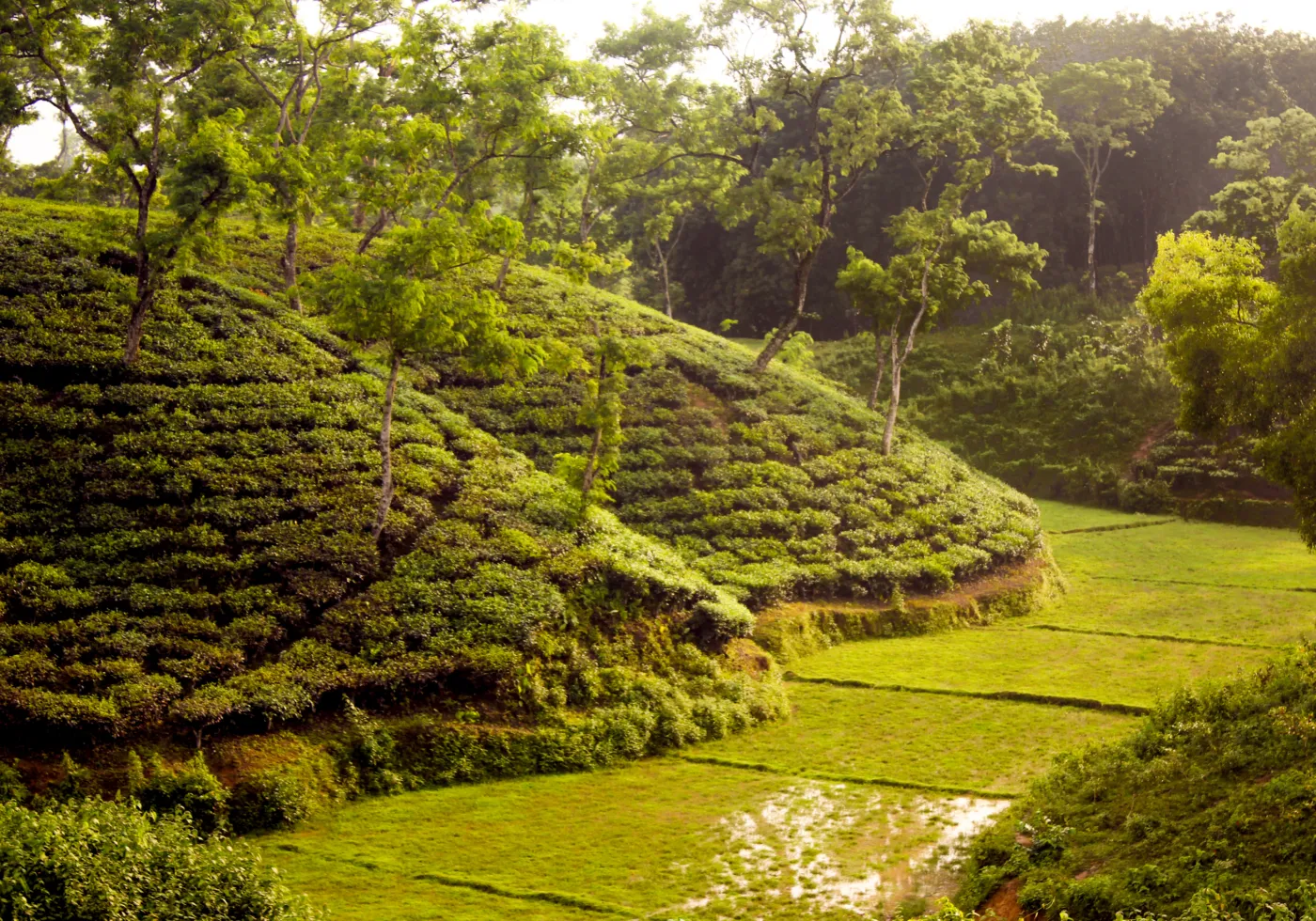 Tea garden in Srimangal