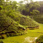 Tea garden in Srimangal