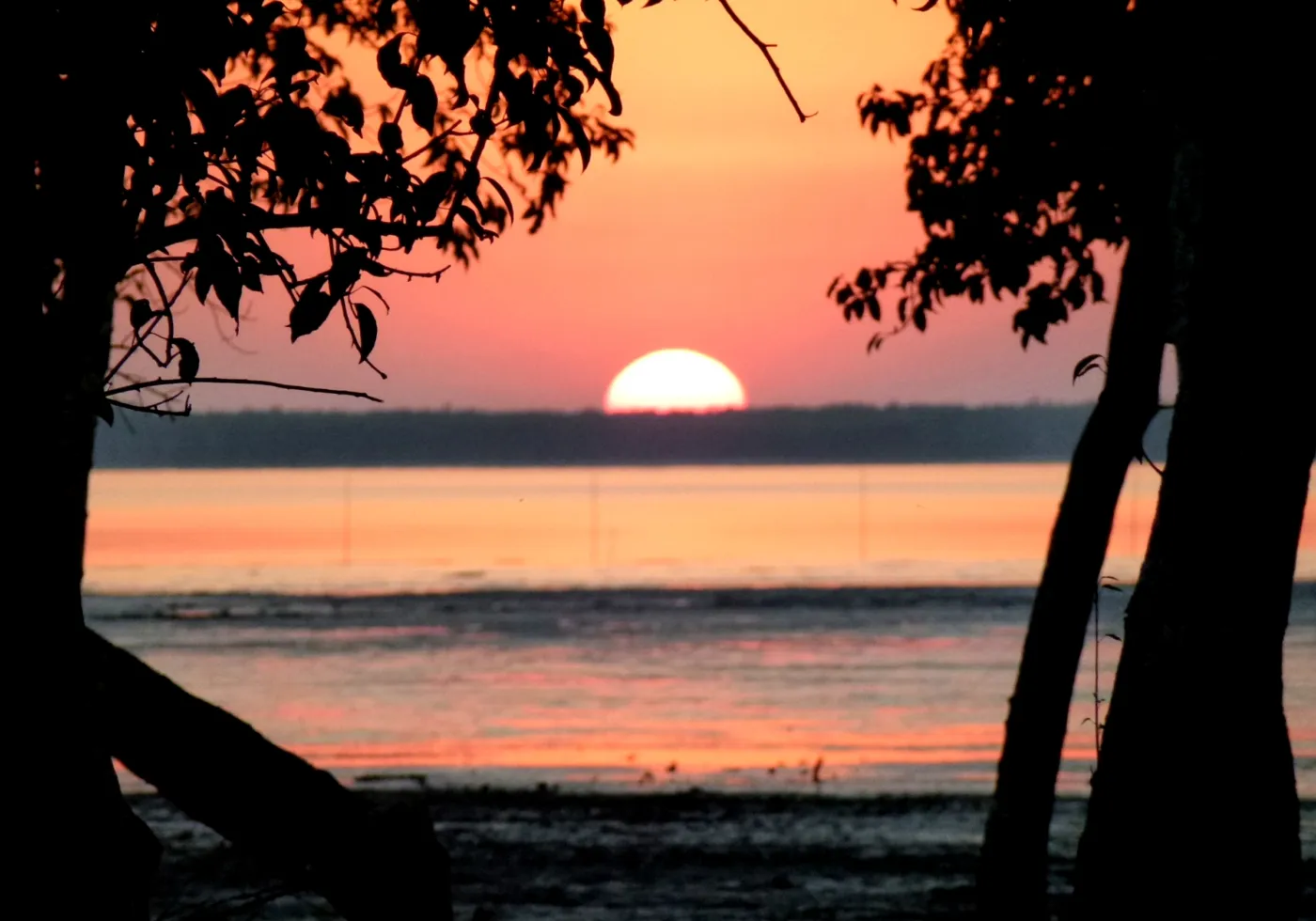 Mangrove forest in the Sundarbans