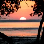 Mangrove forest in the Sundarbans