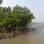 Kochikhali, Sundarbans
